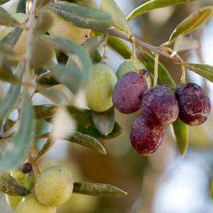 Huile d'olive pure