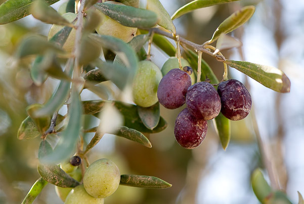 Huile d'olive pure