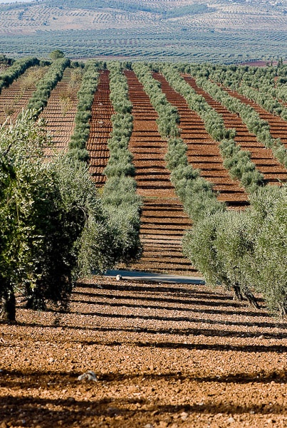 Champs d'oliviers dans la région d'Alep
